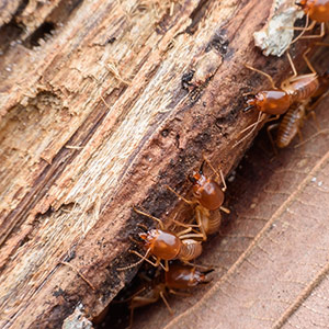 Les traitements curatifs permettent d'éviter la prolifération des termites.